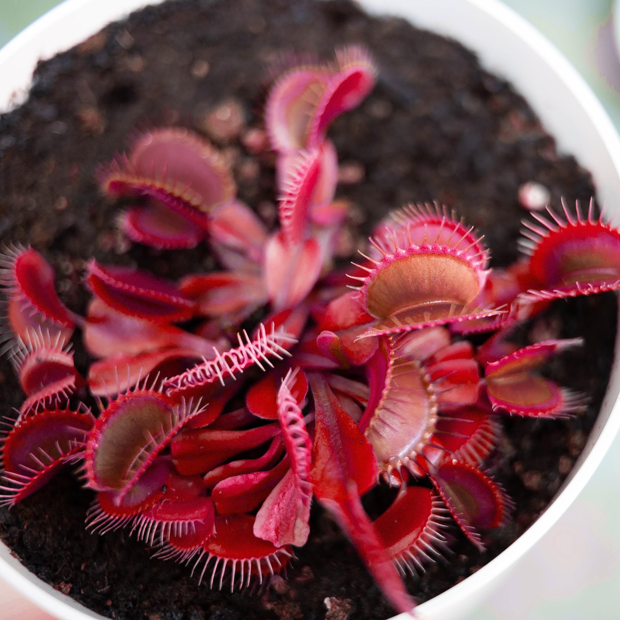 Red Venus Flytrap – Rare Carnivorous Plant | Live Dionaea Muscipula for Home & Garden