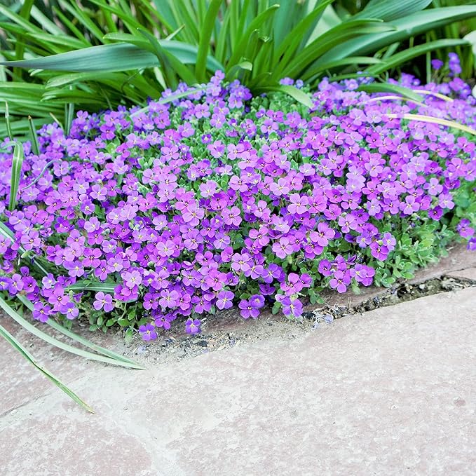 Semillas de Rockcress púrpura para plantar, semillas de Aubrieta, semillas vibrantes y resistentes de Rockcress púrpura para bordes de jardín impresionantes y cobertura del suelo