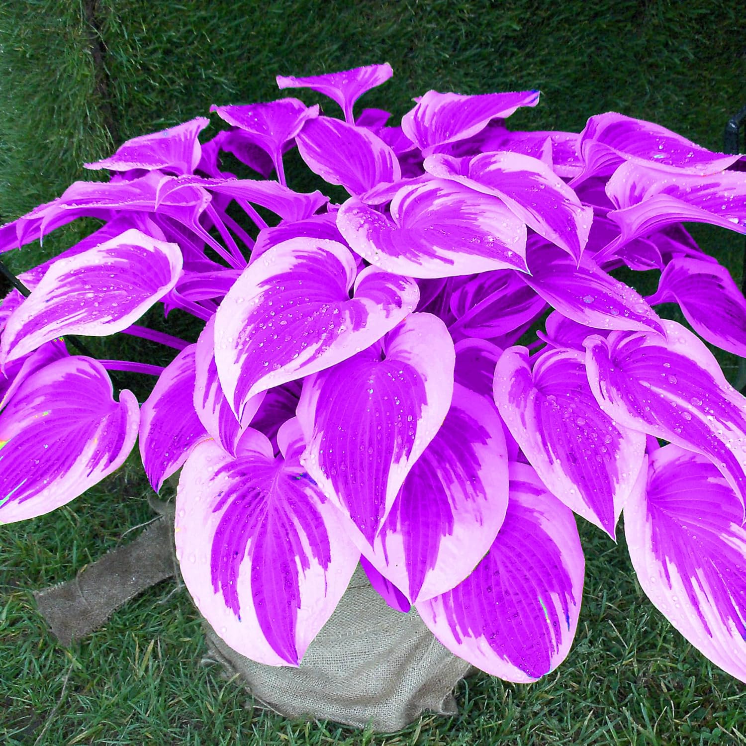 Semillas de Hosta Morada, Plantas Perennes de Hosta para Jardines al Aire Libre, Bajo Mantenimiento y Fáciles de Cultivar