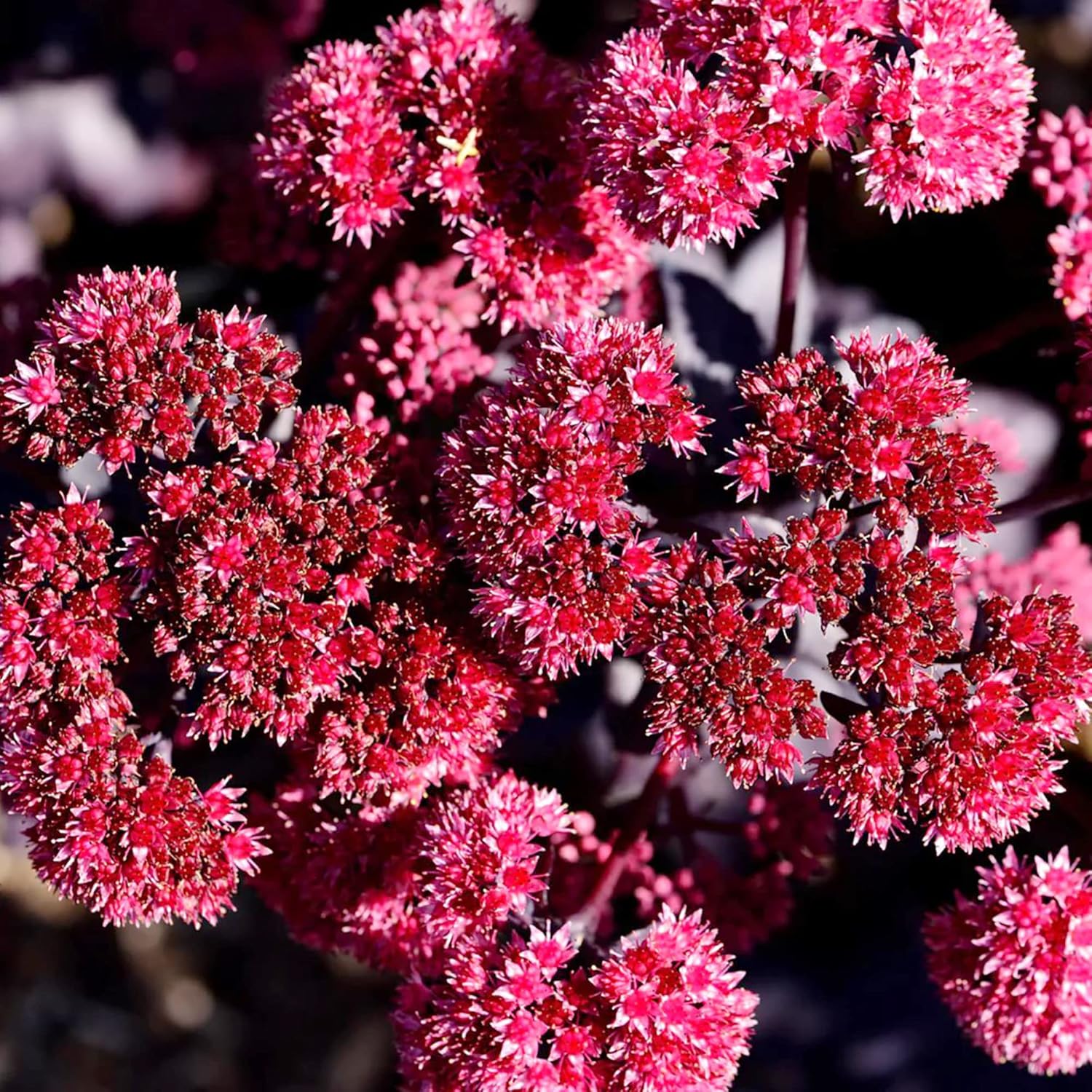 Semillas de Sedum Sedum vistoso perenne para bordes Sedum resistente a ciervos y conejos tolerante a la sequía atrae polinizadores