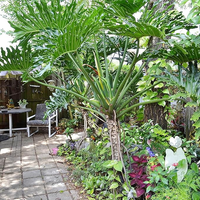 Semillas de Filodendro Árbol Encaje - Planta Tropical Perennifolia de Hojas Anchas para Jardines Interiores/Exteriores, Libre de OGM - 15 Piezas