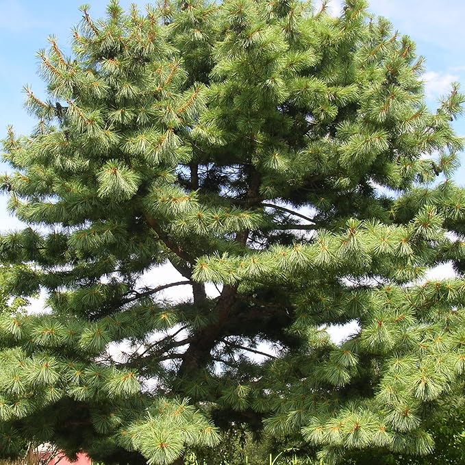 Semillas de Pino Blanco del Este, Pinus Strobus, Cortavientos de Crecimiento Rápido, Árbol de Sombra, Ideal para Decoración Exterior