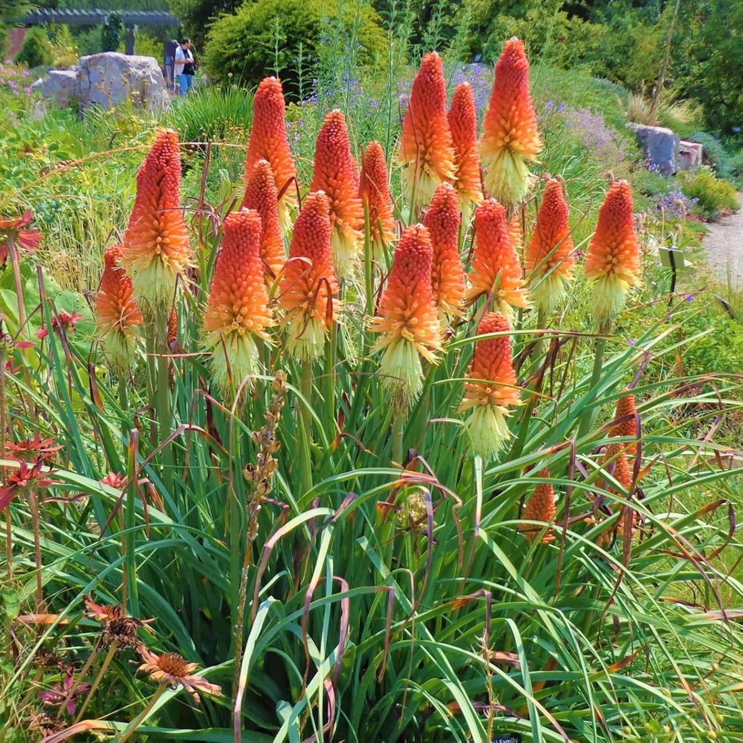 Semillas de Antorcha de Poker Rojo, Kniphofia Perenne Atrae Colibríes y Mariposas Semillas de Flores para Patio, Contenedor y Cama al Aire Libre