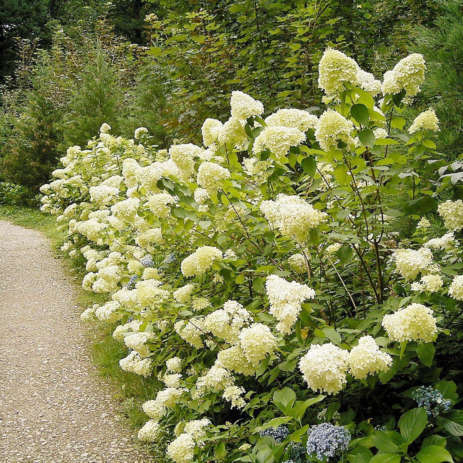 Semillas de Hydrangea Paniculata - Hortensia Peegee, Crecimiento Rápido, Atrae Polinizadores, Perfecta para Camas, Bordes, Patio, Exterior - 50 Semillas de Arbusto Florido