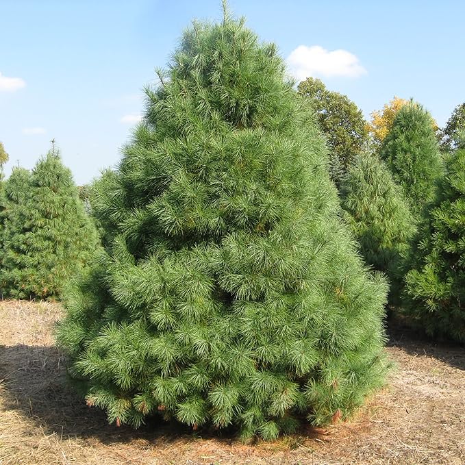 Semillas de Pino Blanco del Este, Pinus Strobus, Cortavientos de Crecimiento Rápido, Árbol de Sombra, Ideal para Decoración Exterior