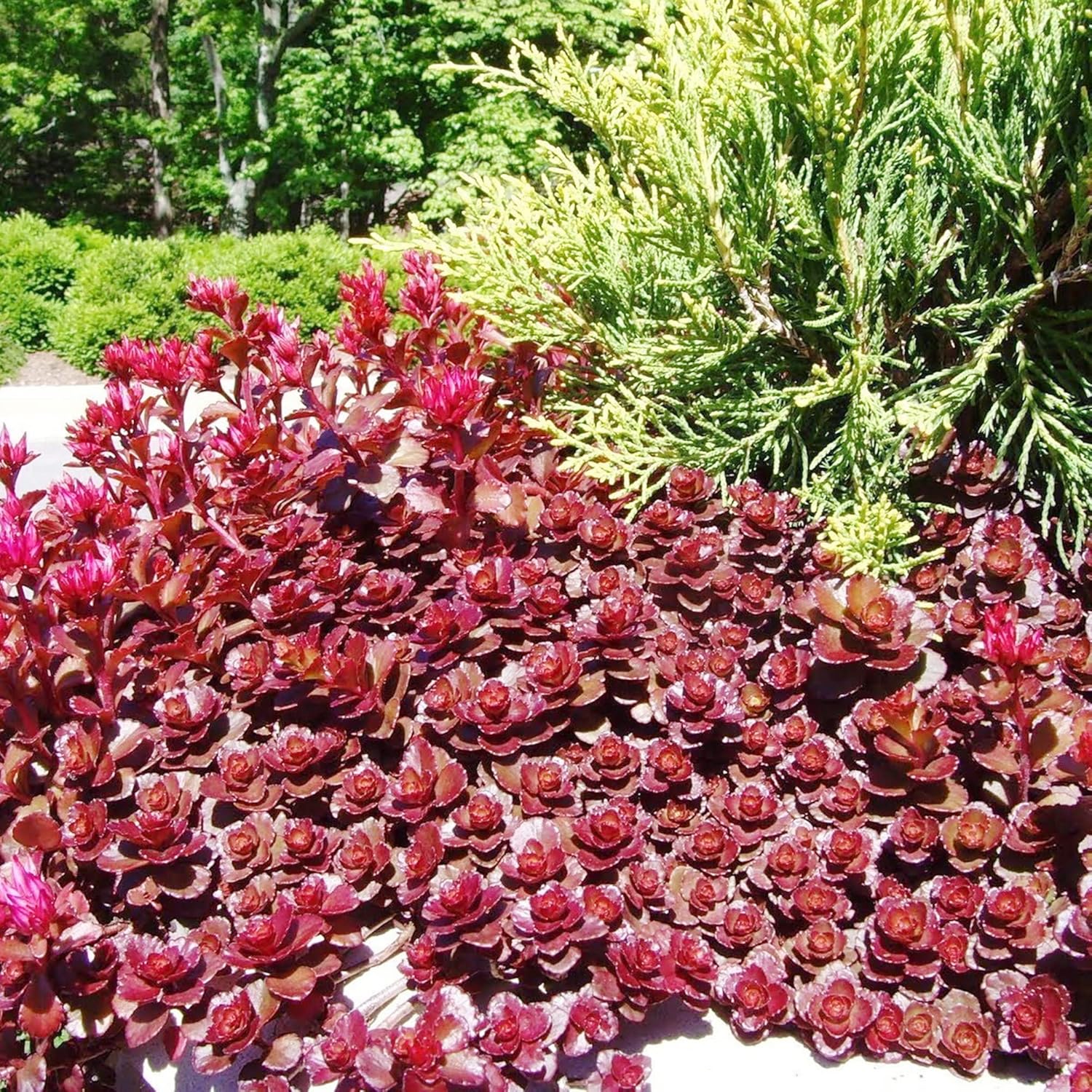 Graines de Sedum sang-dragon à planter