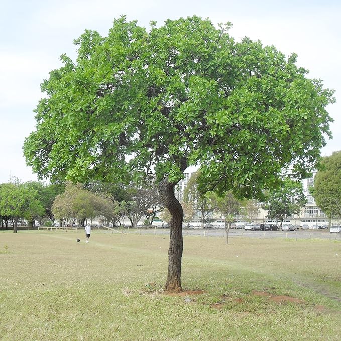 Semillas de árbol sicómoro para plantar, de rápido crecimiento y resistentes