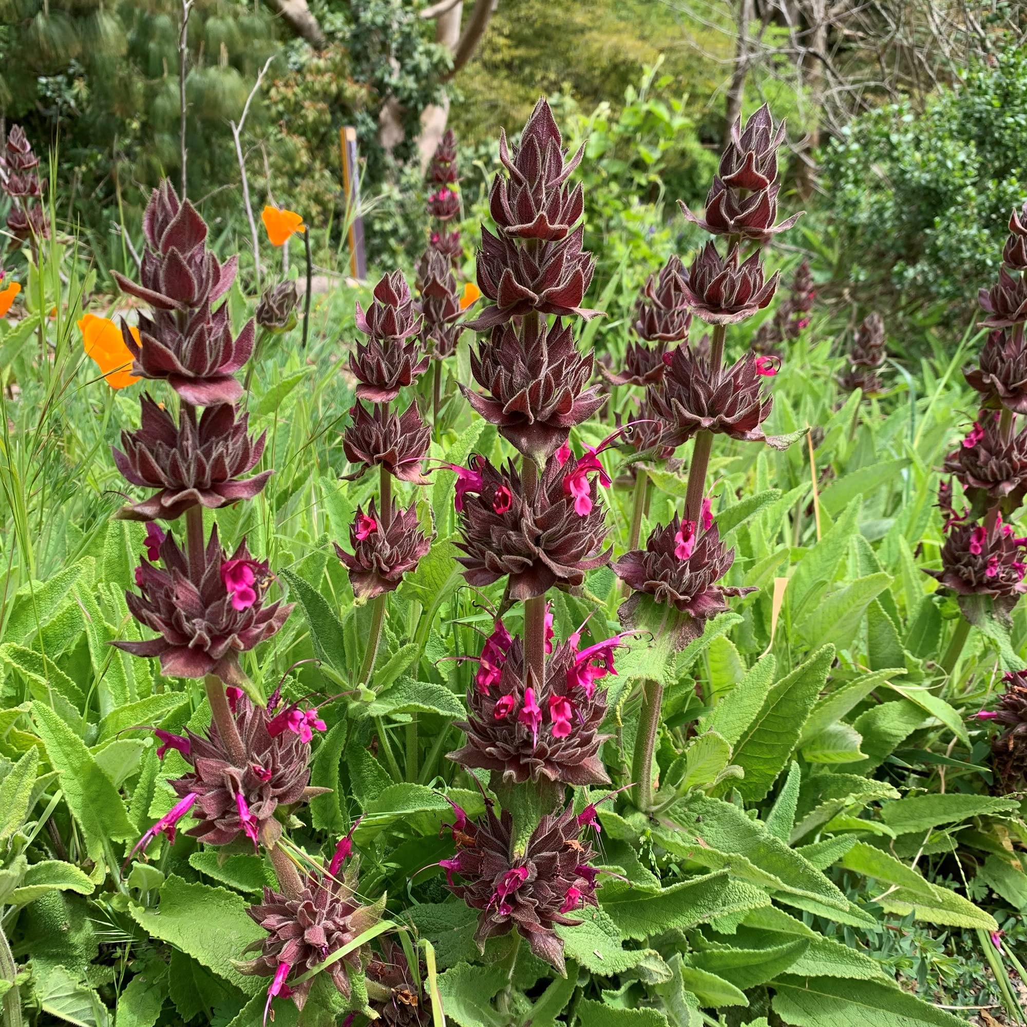10 semillas de Salvia Spathacea Salvia Colibrí Perenne y de Bajo Mantenimiento Fragante, Resistente a Ciervos y Sequías Atrae Polinizadores Perfecta para Camas, Bordes y Jardines al Aire Libre
