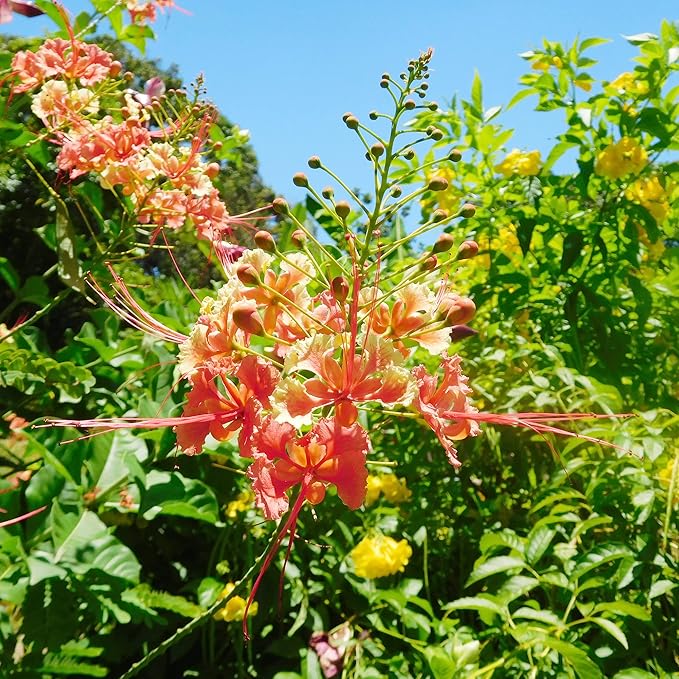 Semillas de Pájaro Rojo del Paraíso - Caesalpinia Pulcherrima, Tolerante al Calor y de Crecimiento Rápido, Atrae Polinizadores, Patio y Bordes - 10 Piezas