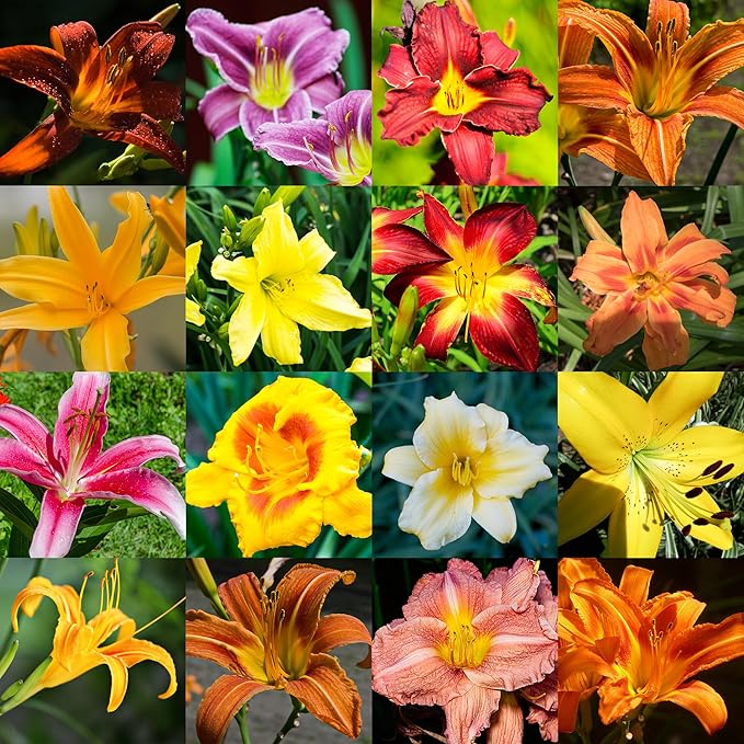 10 Semillas de Lirio de Día de Colores Mixtos Hemerocallis Mezcla Fina de Lirio de Día Rojo, Púrpura y Más Semillas de Flores