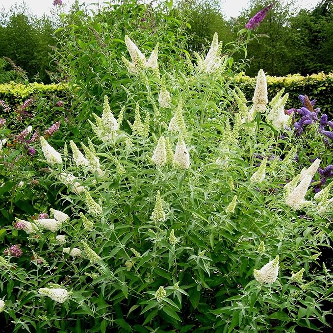 Semillas de Arbusto Mariposa Blanco, Buddleia Davidii Arbusto Perenne, Atrae Mariposas, Bajo Mantenimiento, Crecimiento Rápido, Cama de Patio Exterior - 50 Piezas