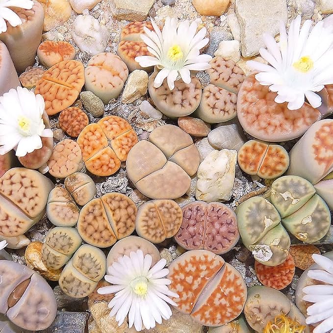 Semillas de Piedras Vivas (Lithops), Plantas Suculentas Únicas con Forma de Guijarro