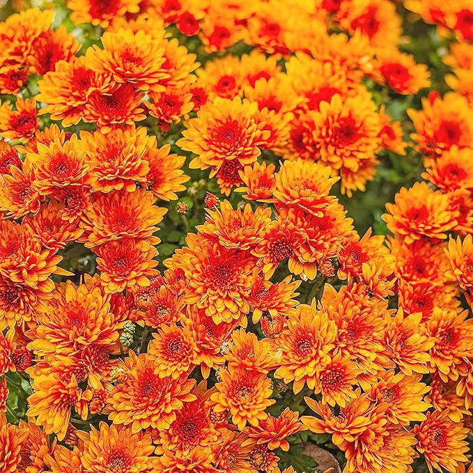 Chrysanthemum Seeds Colorful Diverse Flowers Popular Ornamental Plants for Vibrant Blooms in Gardens, Landscapes Floral Arrangements Flower Seeds