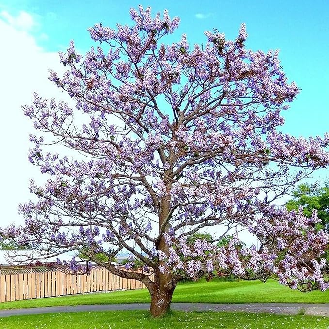 Semillas de Paulownia Fortunei - Árbol Emperatriz, Paulownia Real, Árbol Caducifolio de Crecimiento Rápido, Fragante y Amigable para Polinizadores para Jardín Ornamental