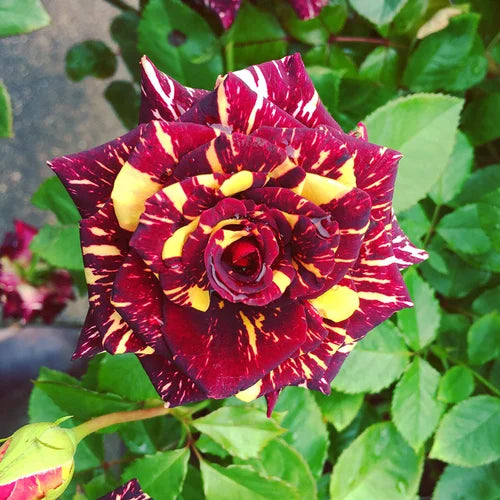 Red & Yellow Rose Flower Seeds,Striking Bi-Color Blooms, Non-GMO