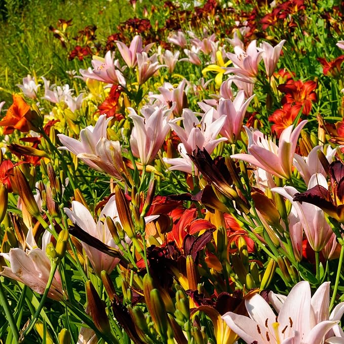 10 Semillas de Lirio de Día de Colores Mixtos Hemerocallis Mezcla Fina de Lirio de Día Rojo, Púrpura y Más Semillas de Flores