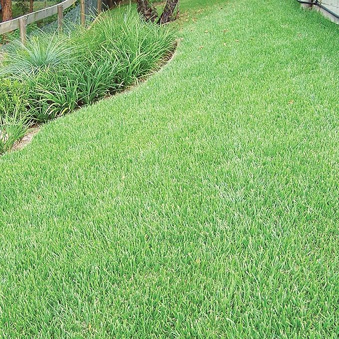 Semillas de césped Zoysia, césped premium para jardines, campos de golf y paisajismo 1/8 LB