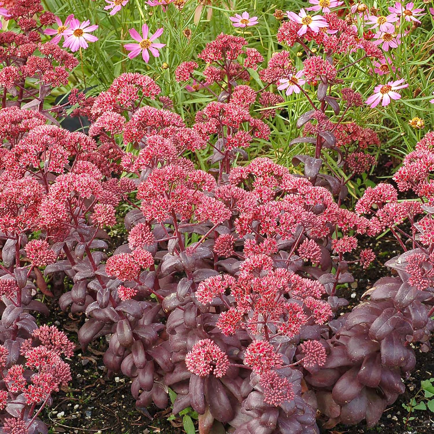 Semillas de Sedum Sedum vistoso perenne para bordes Sedum resistente a ciervos y conejos tolerante a la sequía atrae polinizadores