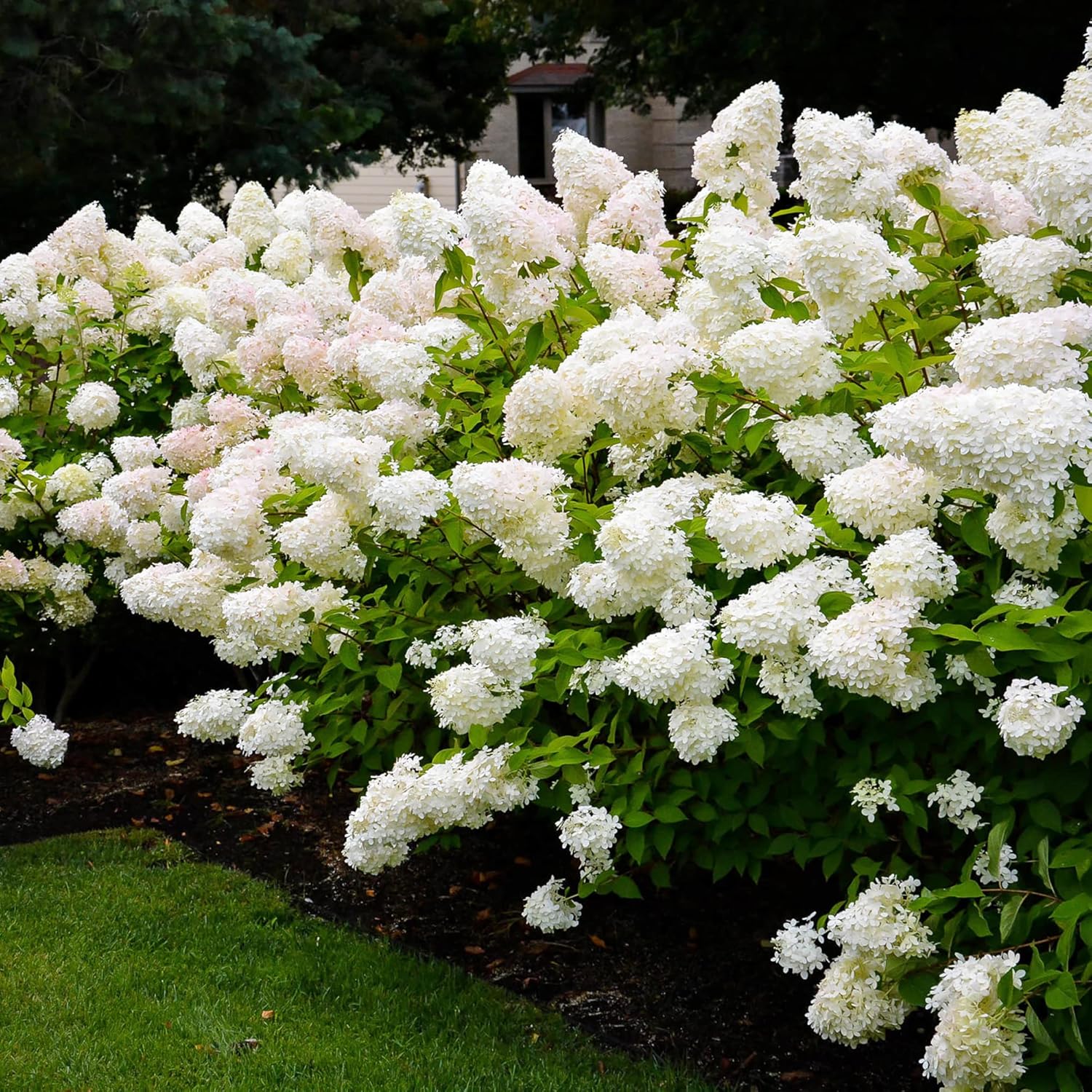 Semillas de Hydrangea Paniculata - Hortensia Peegee, Crecimiento Rápido, Atrae Polinizadores, Perfecta para Camas, Bordes, Patio, Exterior - 50 Semillas de Arbusto Florido