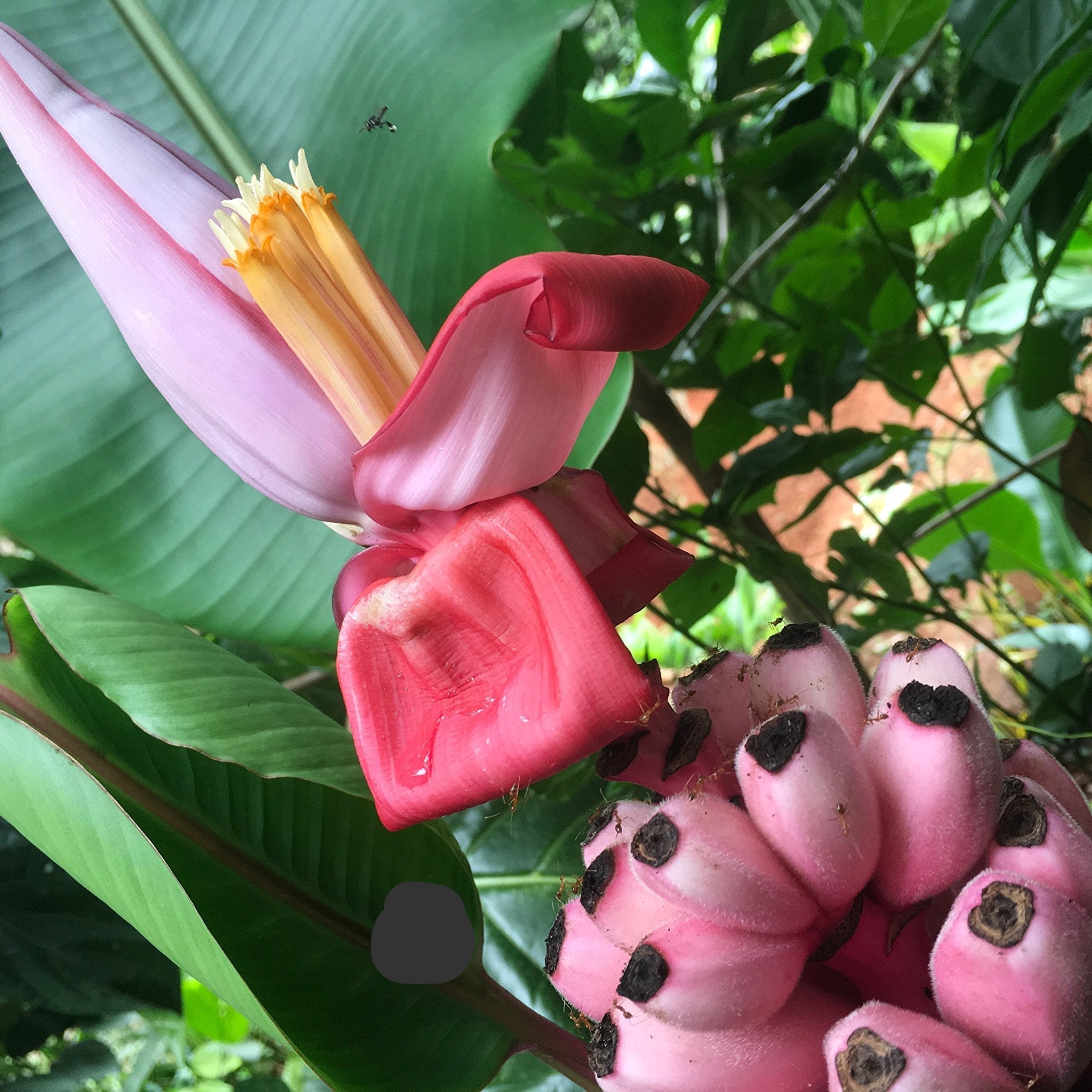 Musa Ornata Blossom Banana Seeds for Planting, 100 pcs - Fruit Seeds