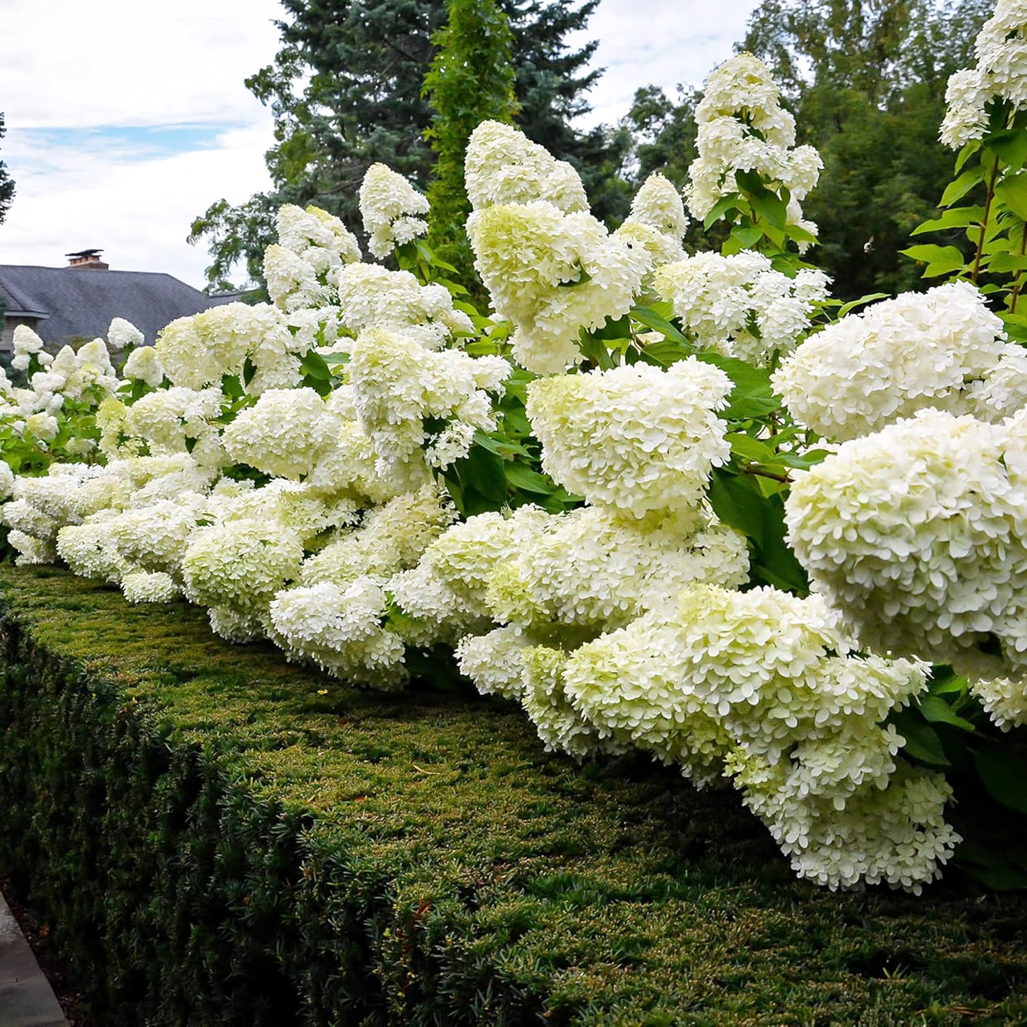 Semillas de Hydrangea Paniculata - Hortensia Peegee, Crecimiento Rápido, Atrae Polinizadores, Perfecta para Camas, Bordes, Patio, Exterior - 50 Semillas de Arbusto Florido