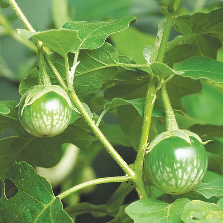 Thai Round Eggplant Seeds – Heirloom Non-GMO Annual Garden Vegetable for Home Growing