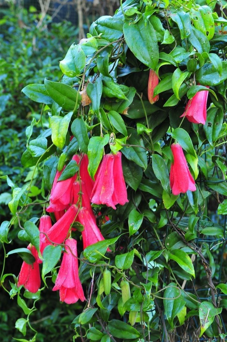 LAPAGERIA ROSEA- Semillas Premium para la Belleza Floreciente y la Delicada Elegancia de Tu Jardín