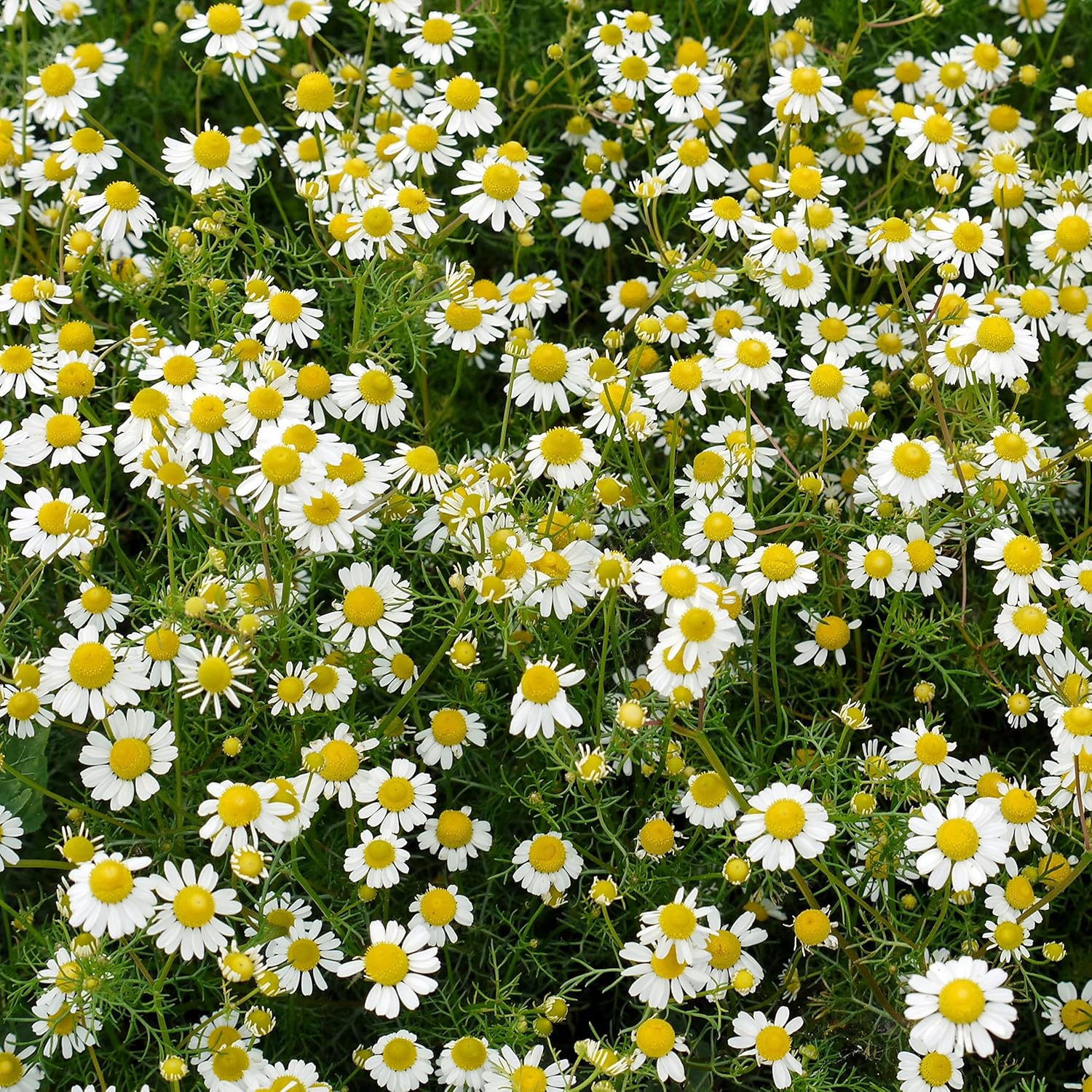 Semillas de Manzanilla – Anthemis Nobilis – Hierba Aromática Calmante para Plantar en el Jardín
