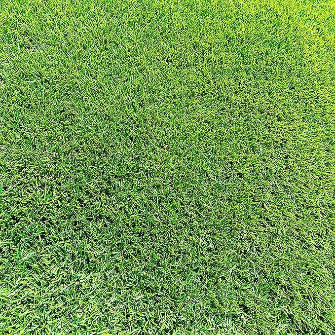 Semillas de césped Zoysia, césped premium para jardines, campos de golf y paisajismo 1/8 LB