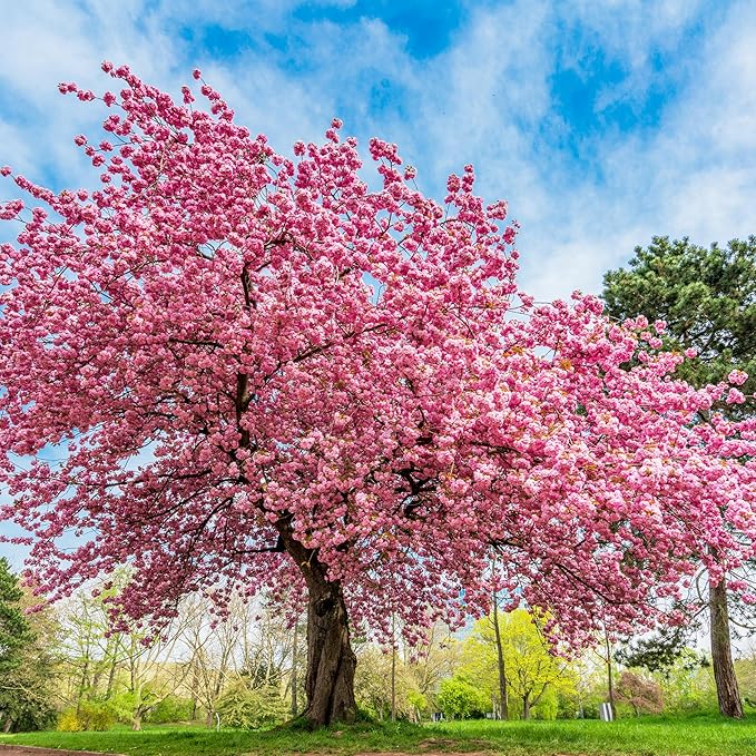 Semillas de cerezo japonés en flor