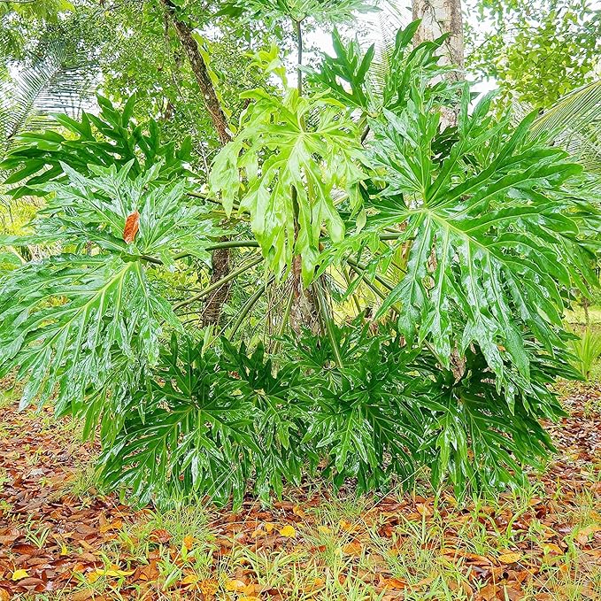 Semillas de Filodendro Árbol Encaje - Planta Tropical Perennifolia de Hojas Anchas para Jardines Interiores/Exteriores, Libre de OGM - 15 Piezas