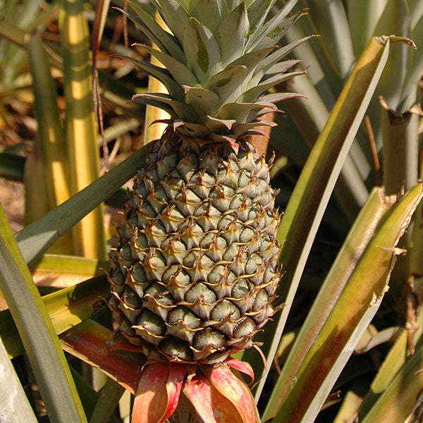 Smooth Cayenne Pineapple Seeds for Planting – Grow Sweet & Juicy Tropical Pineapple