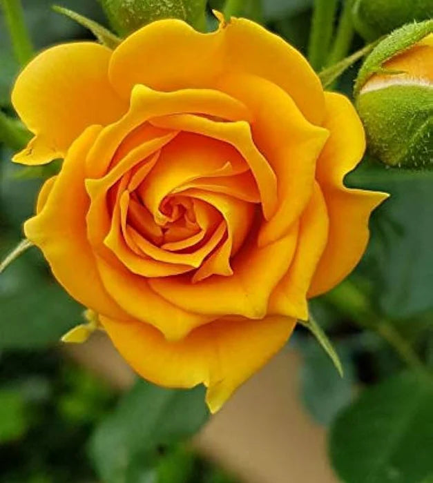 Yellow Rose Flower Seeds , Bright Sunny Blooms, Easy to Grow, Non-GMO