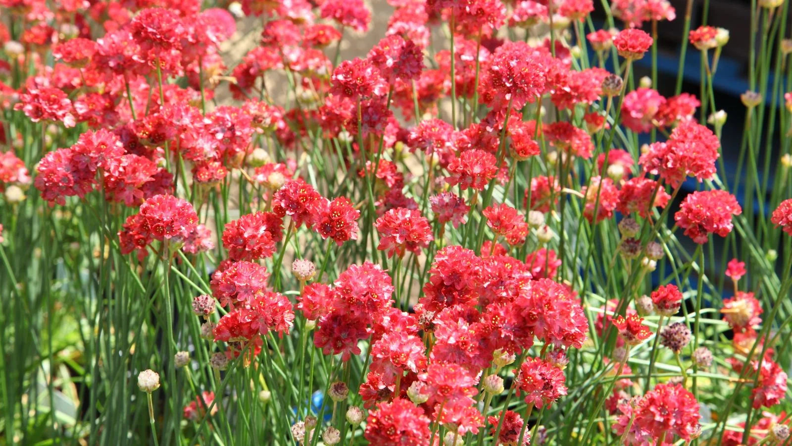 Armeria Seeds (Ballerina Red Armeria Seeds) - Vibrant Blooms and Hardy Perennial for Colorful Displays
