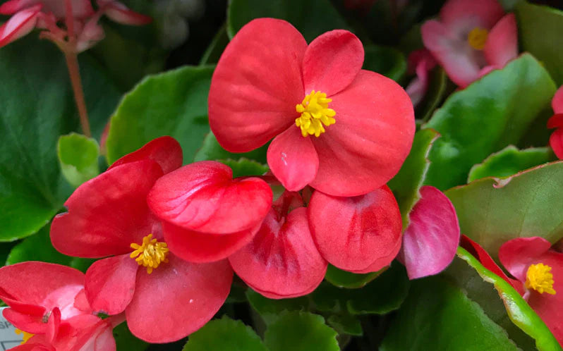 Red Begonia Flower Seeds ,Bold & Vibrant Blooms, Easy to Grow, Non-GMO