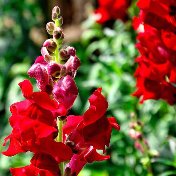 錆びた赤のキンギョソウの種 – 鮮やかな庭のための大胆でユニークな花