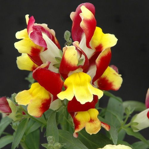 Bi-Color Red & Yellow Snapdragon Flower Seeds – Vibrant & Unique Blooms