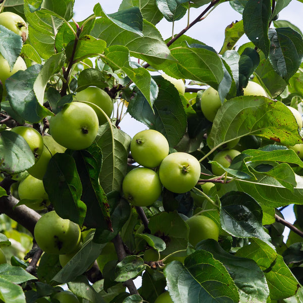 Manzana Antonovka (Malus domestica) – Semillas