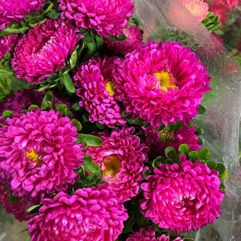Pink Aster Flower Seeds, Soft Rosy Blooms, Easy to Grow, Non-GMO