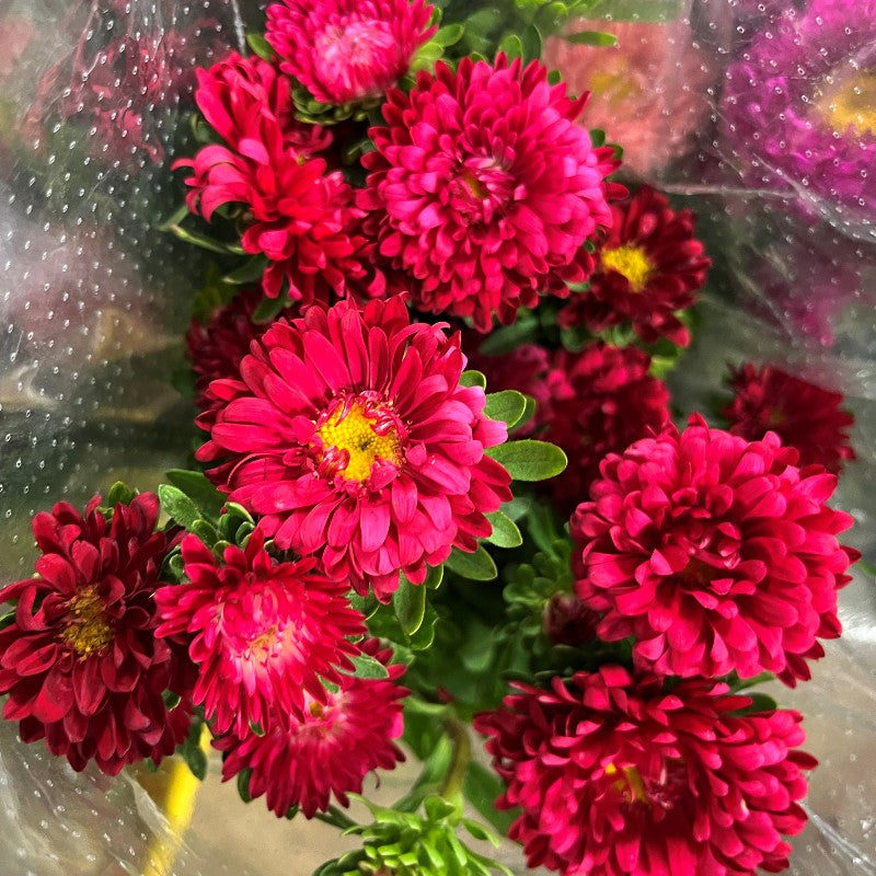 Semi di Fiore di Aster Borgogna, Fioriture Ricche e Vellutate, Facili da Coltivare, Non OGM