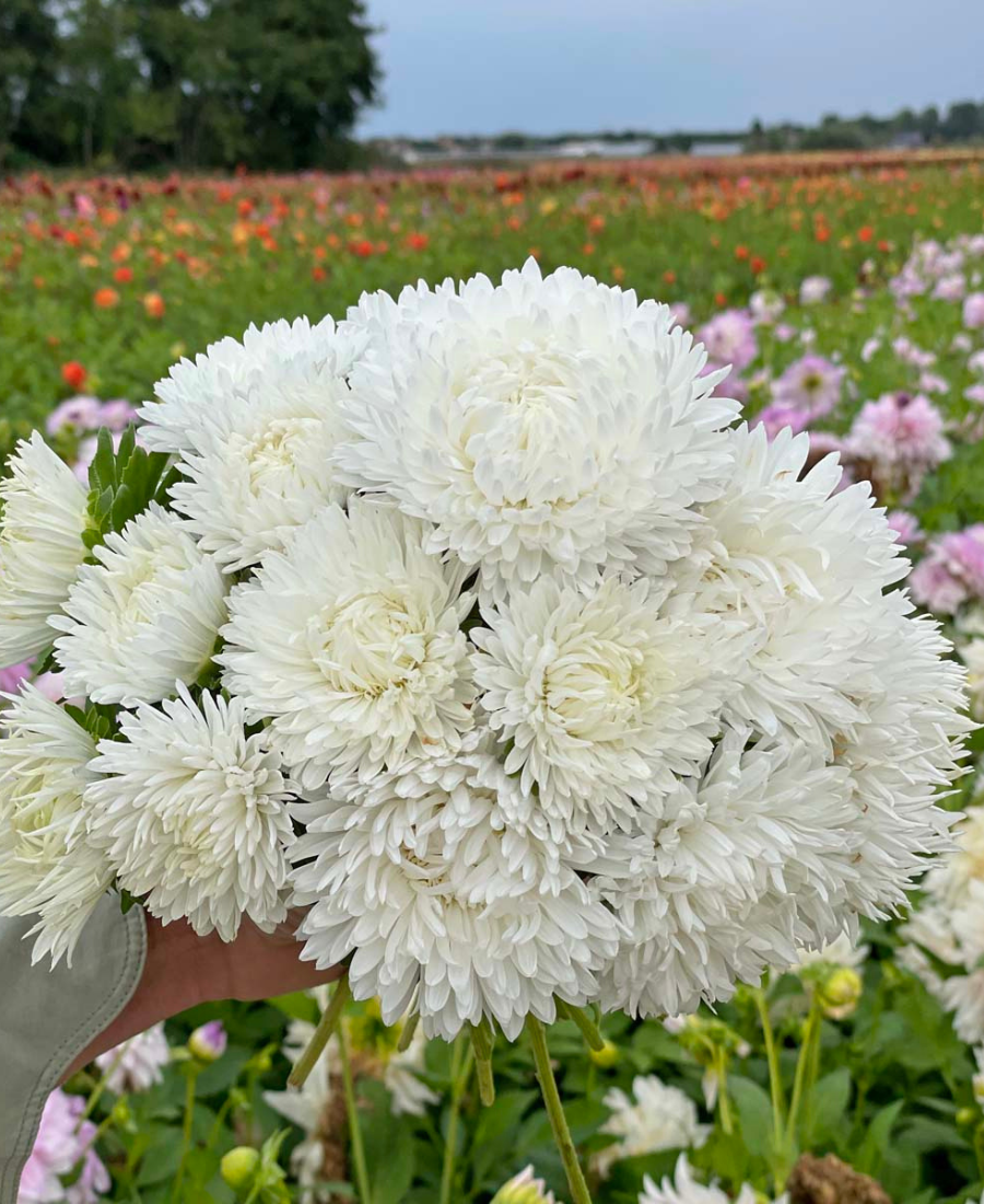 Semillas de flor de áster blanco, elegantes flores puras, fáciles de cultivar, no transgénicas