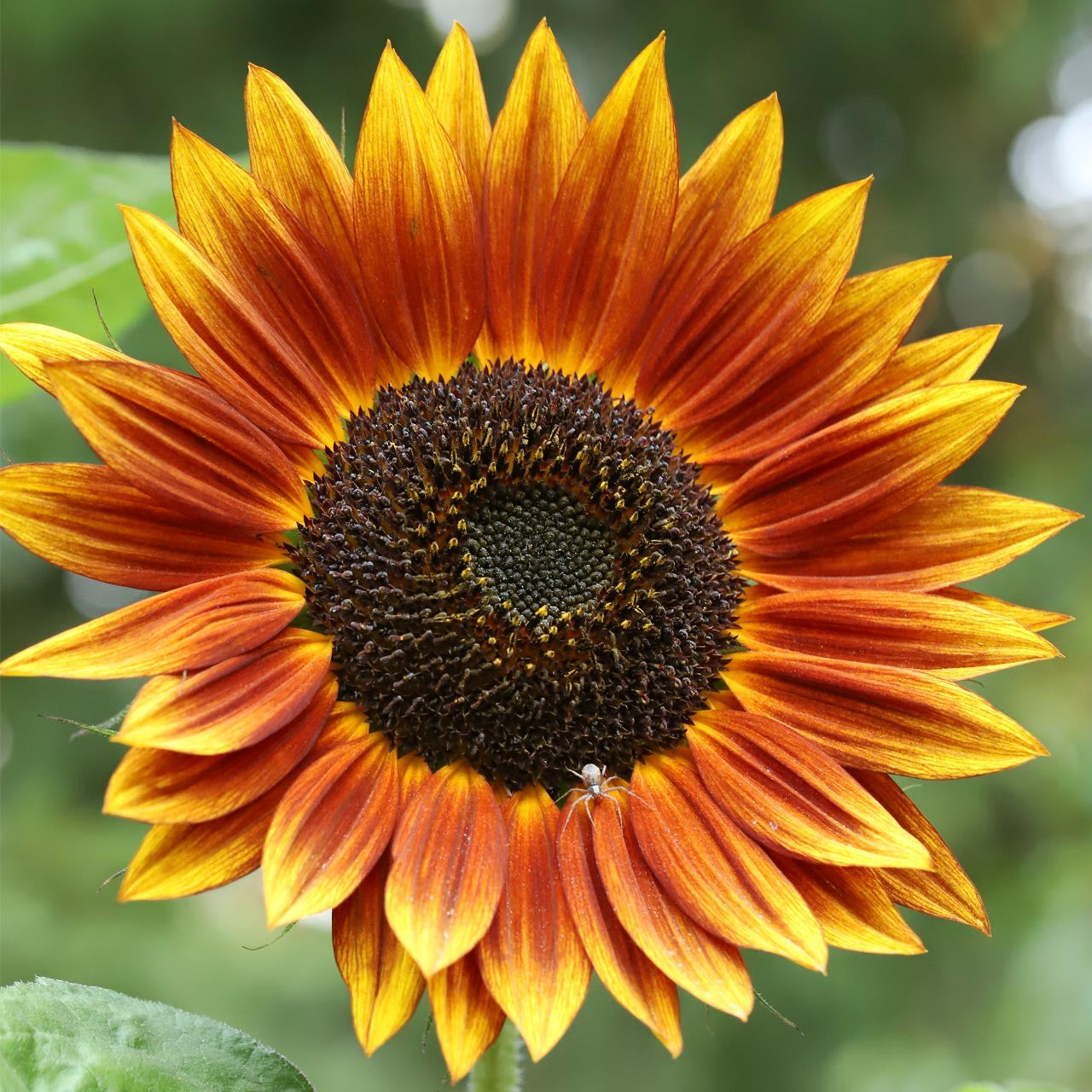 Autumn Beauty Sunflower Seeds – Stunning Multi-Colored Blooms for Gardens