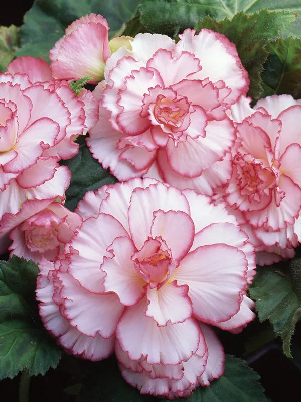 ピンク&ホワイト ベゴニアの花の種、繊細な二色の花、非遺伝子組み換え