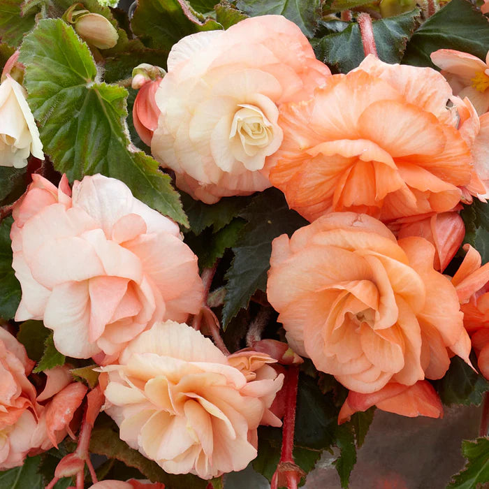 Semillas de flor de begonia albaricoque, flores cálidas color durazno, fáciles de cultivar, no transgénicas