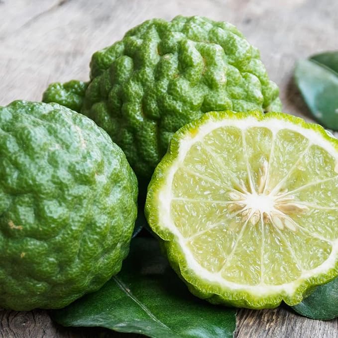 Bergamot Orange seeds Citrus Bergamia perennial evergreen bonsai