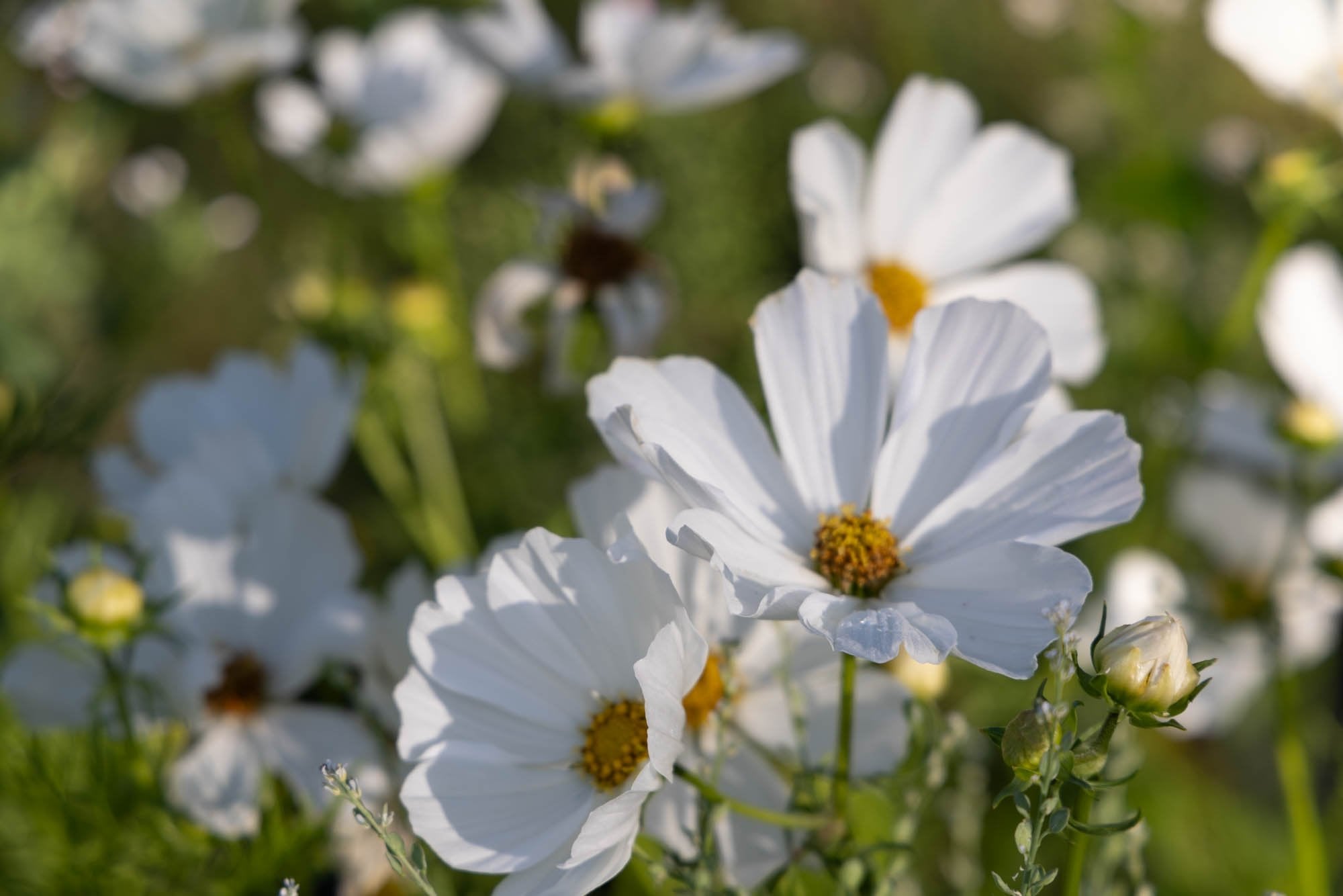 Semi di Fiore di Cosmos Bianco Puro, Fiori Eleganti per il Tuo Giardino