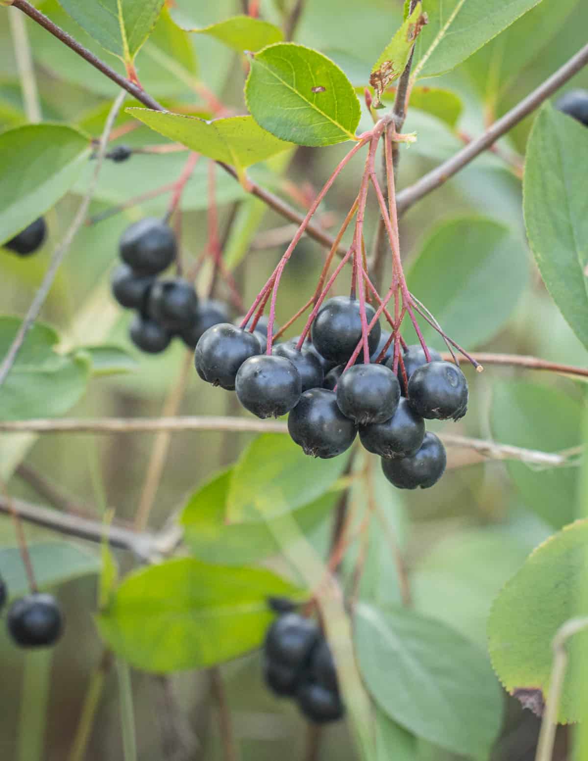 Chokeberry seedlings sprouting in pots