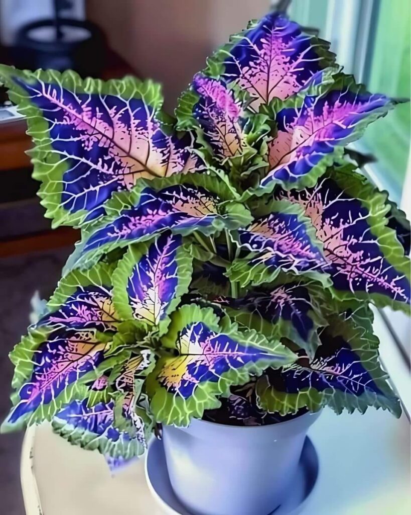Planta ornamental rara de coleus con follaje vibrante para jardines y macetas