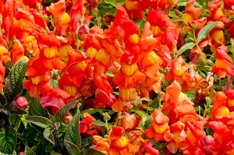 Bright Orange Snapdragon Flower Seeds – Vibrant, Fiery Blooms for Gardens