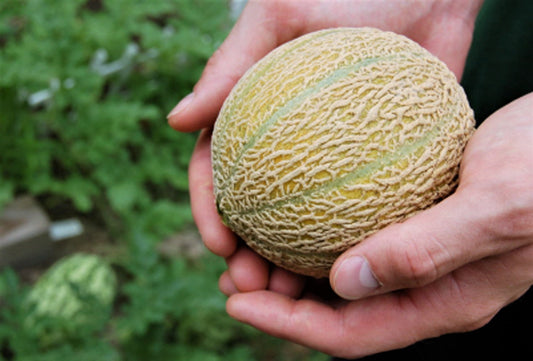 Minnesota Midget Cantaloupe Samen
